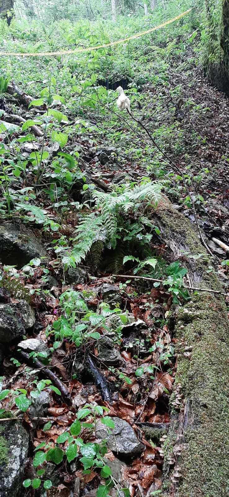 Na Vlašiću pronađena lokacija s posmrtnim ostacima više osoba - Avaz