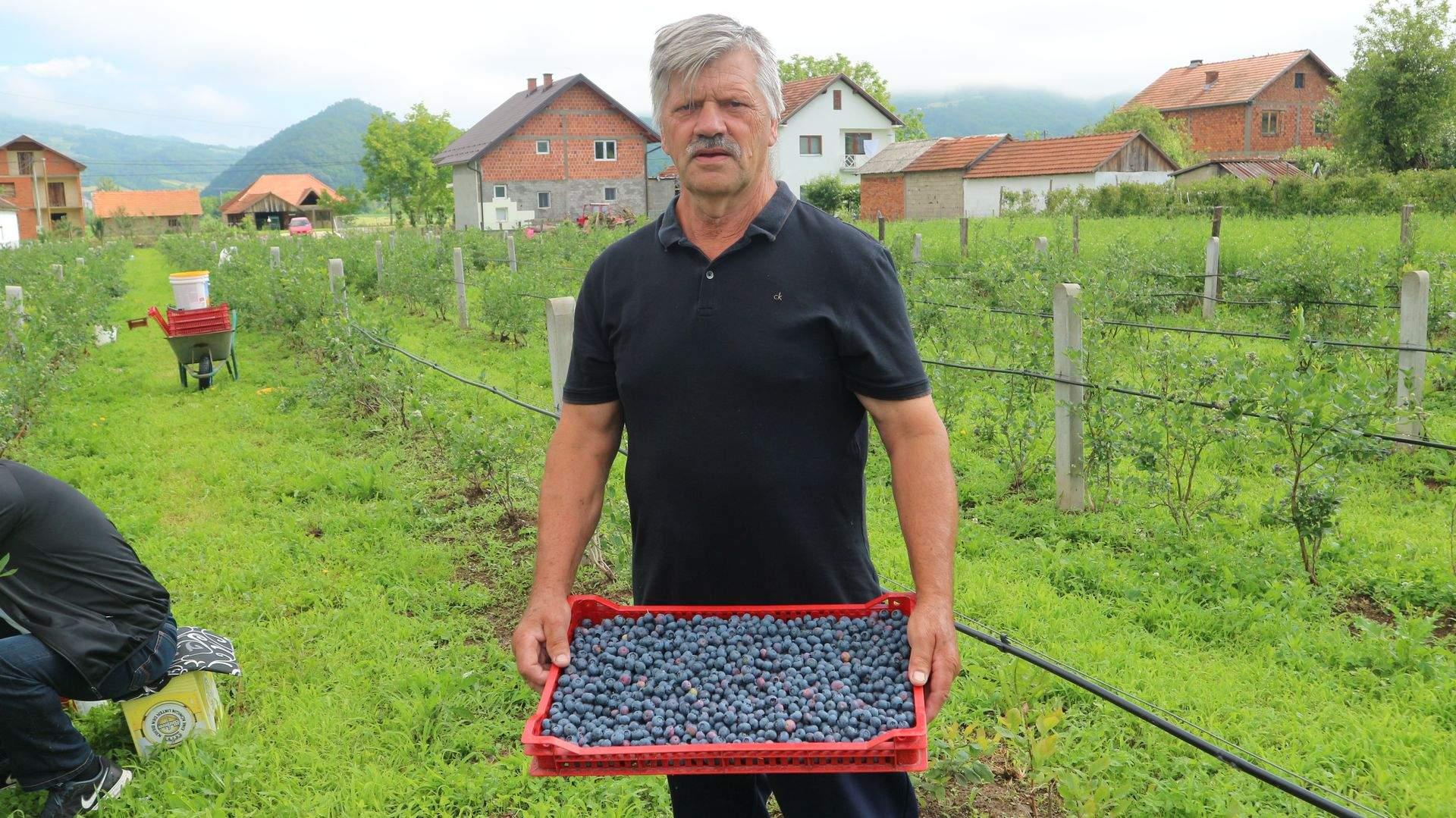 Nazif Čivić s ubranim borovnicama - Avaz