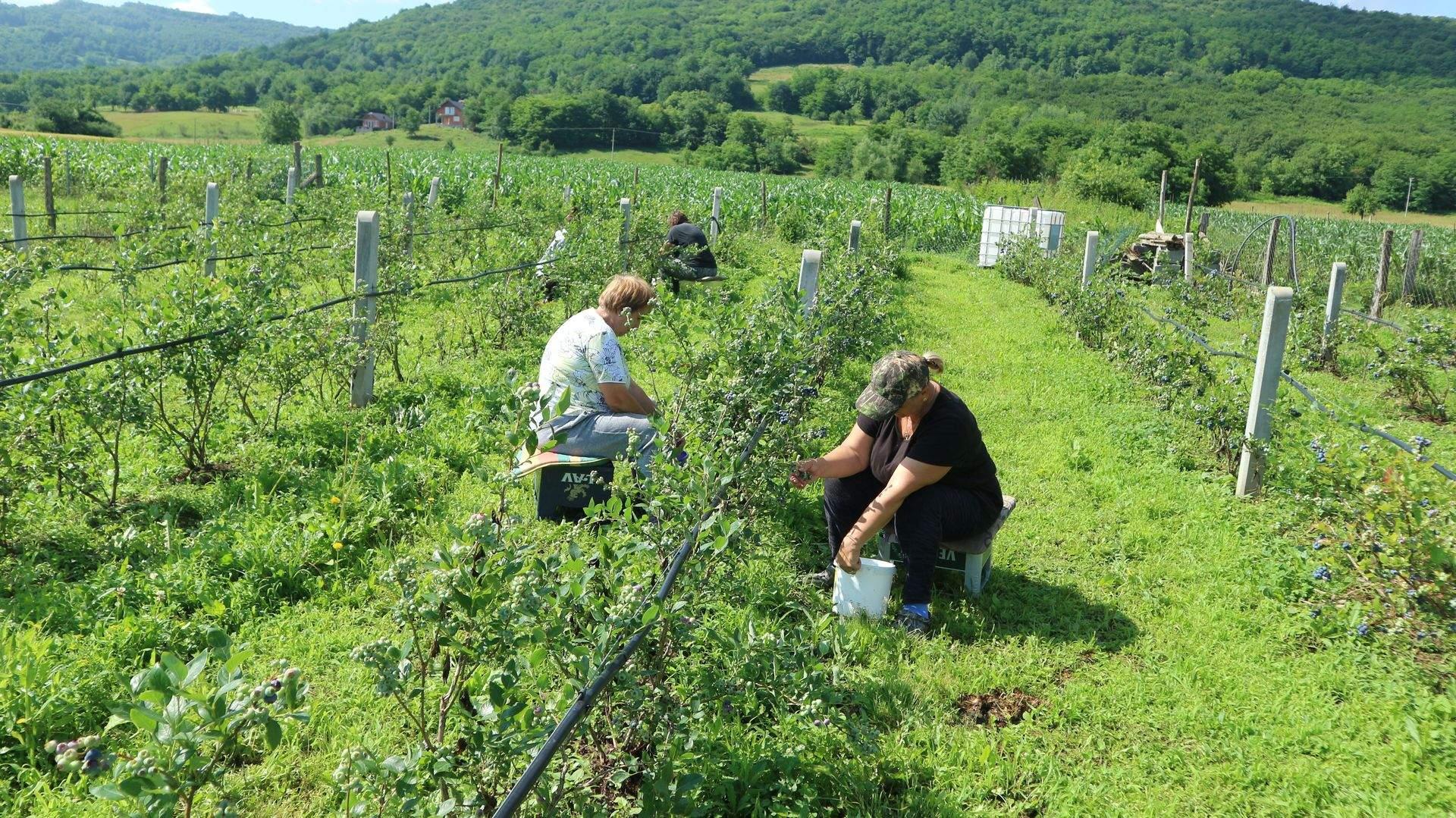 Prije dvije godine zasadili su 4.000 sadnica - Avaz