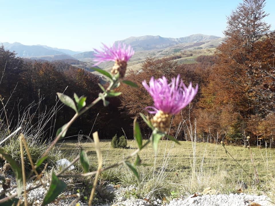 Ljekovito bilje - Avaz