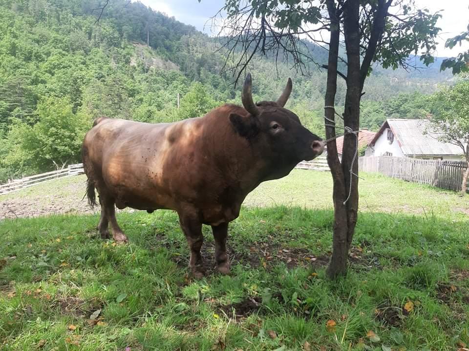 Višestruki šampion Čevljanske koride - Avaz