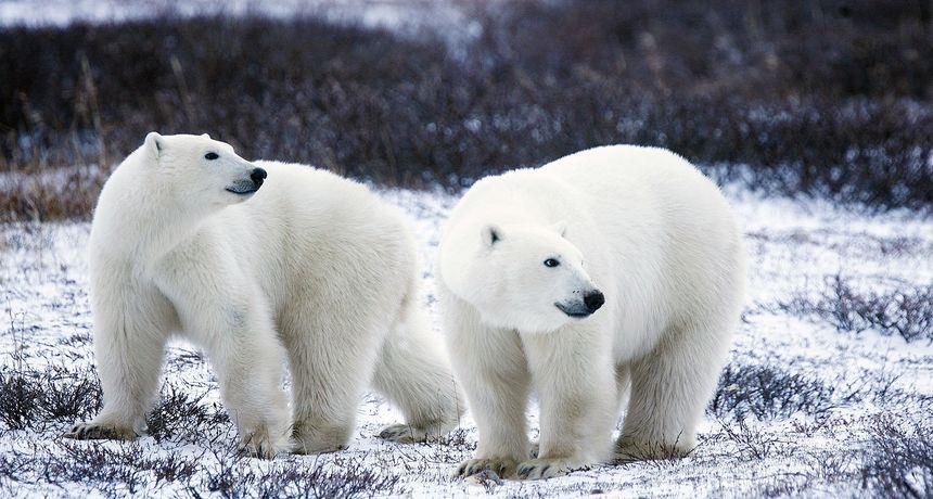 Polarni medvjedi su pod visokim rizikom izumiranja - Avaz