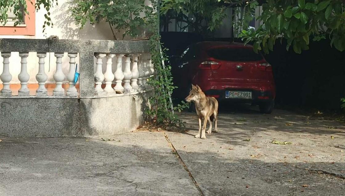 Vuk uskočio u dvorište i prestrašio djecu, porodica ne može izaći iz kuće