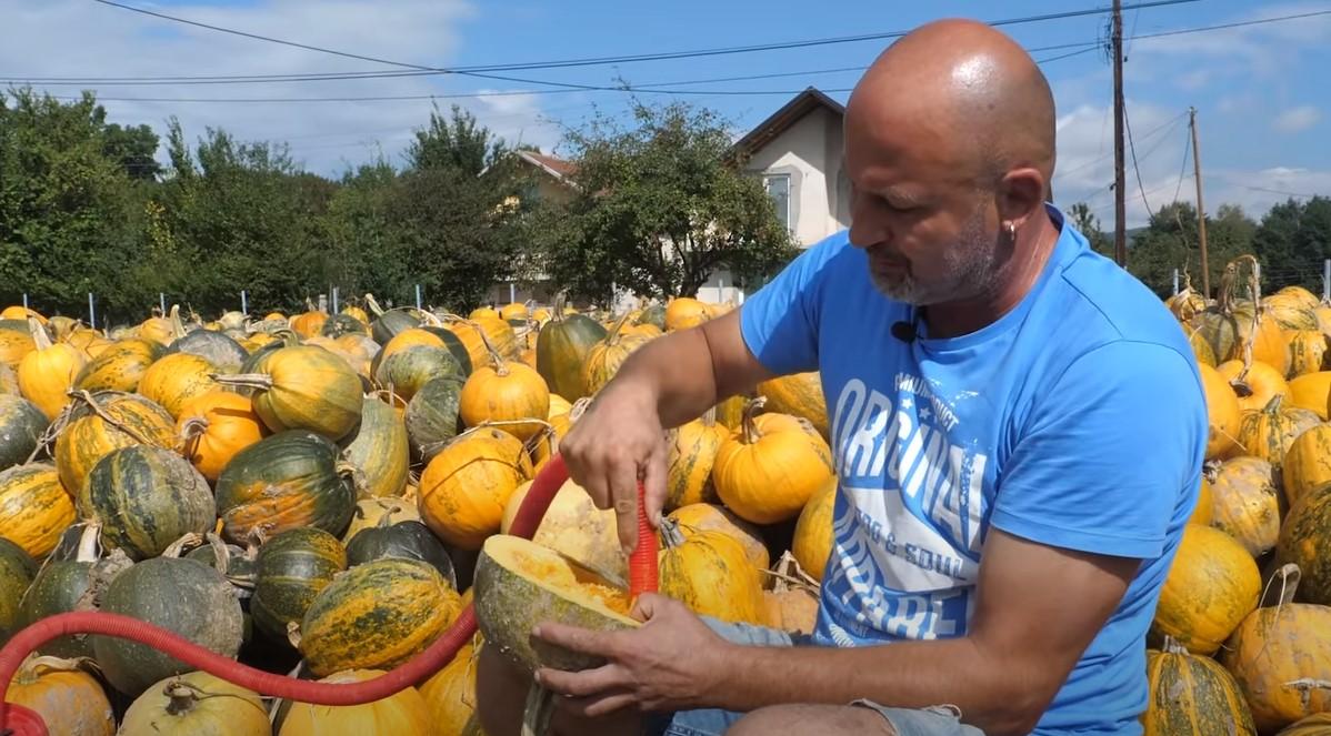 Bosanac usisivačem izvadio košpice iz 150 tona tikve