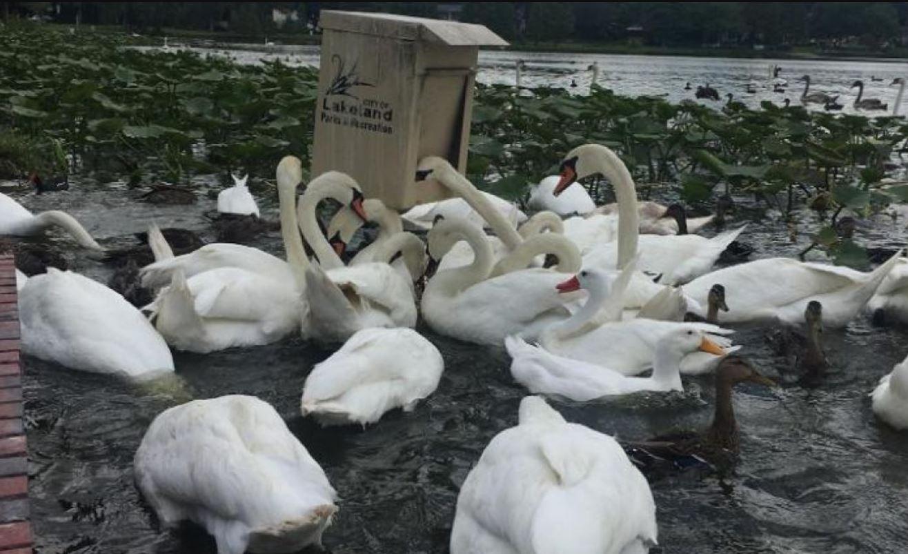 Vlast pozvala građane da kupe labudove