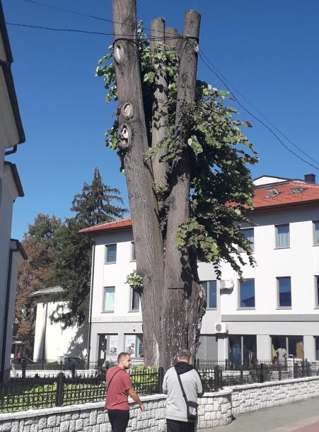 Ne da se stara lipa u Gračanici: Sasječene grane se omladile - Avaz