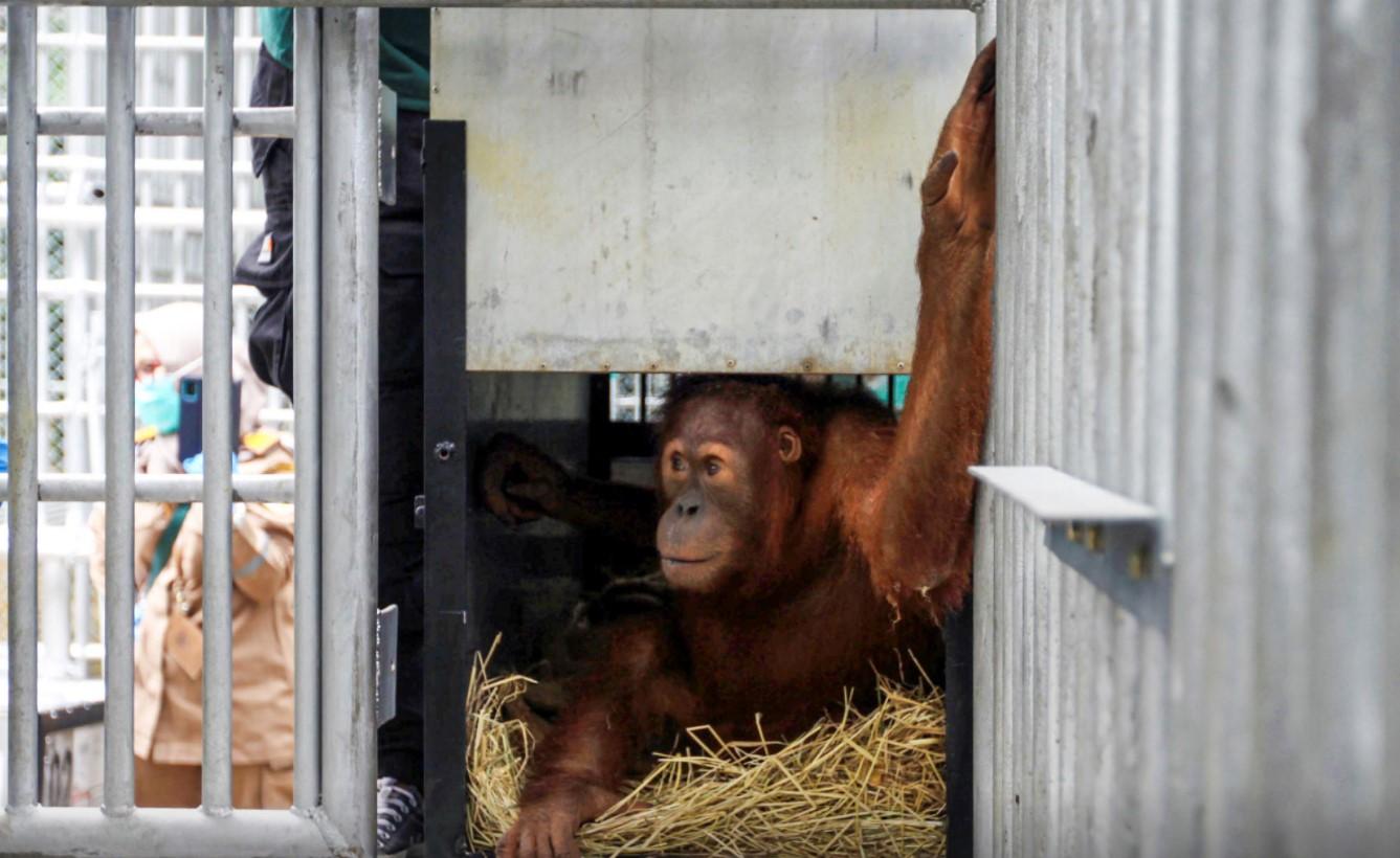 Smuggled orangutans start new life after repatriation to Indonesia