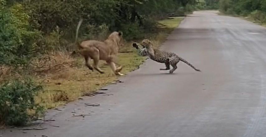 Lavica i leopard odmjerili snage