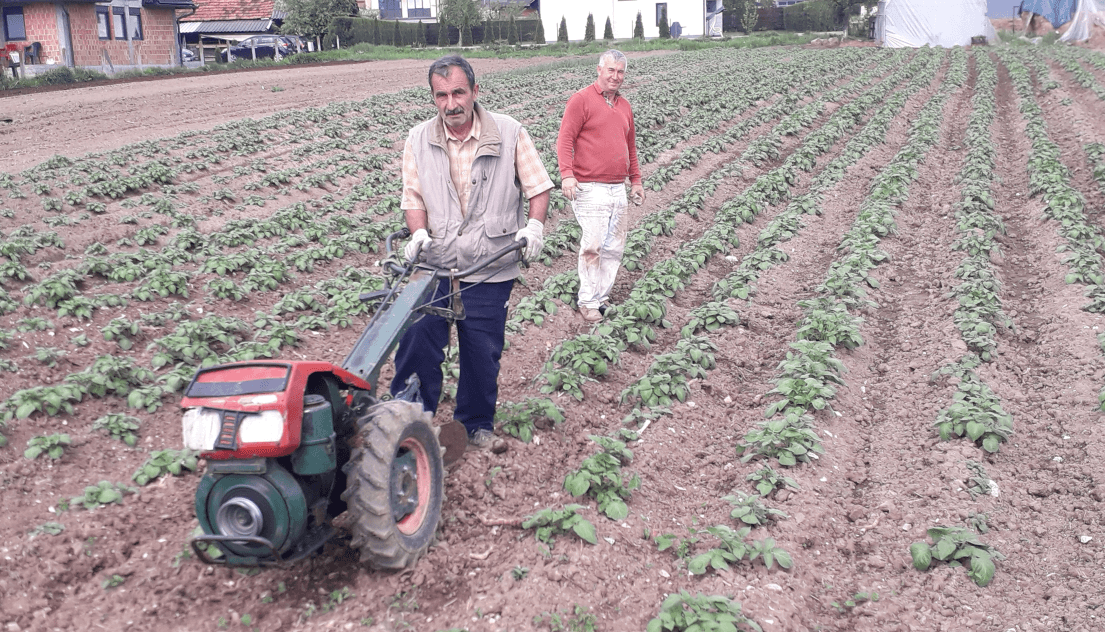 Mehinbašić: Prelazi na jagode - Avaz