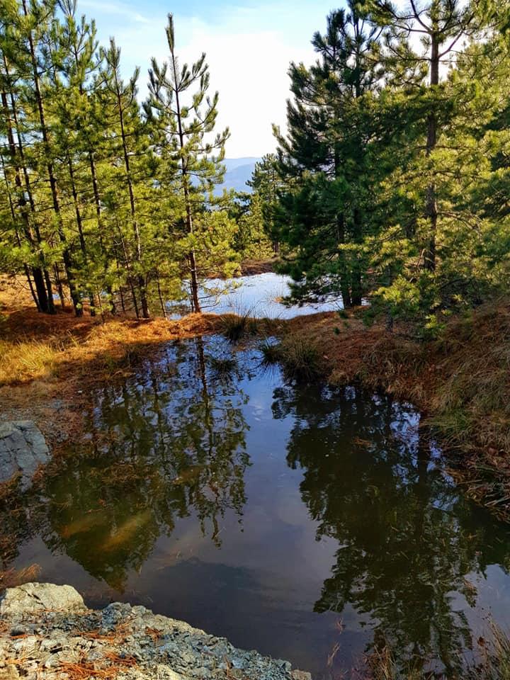 Planina bogata endemskim biljem - Avaz