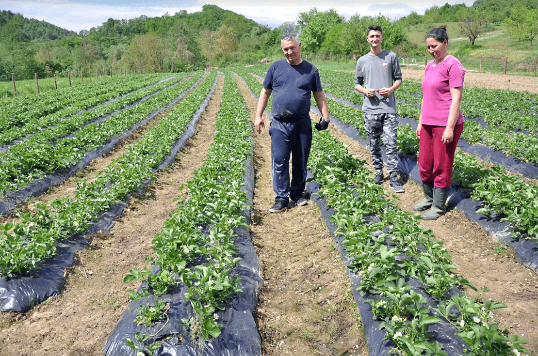 Jagodnjak Karasuljića: Zavisi i od vremenskih uvjeta - Avaz