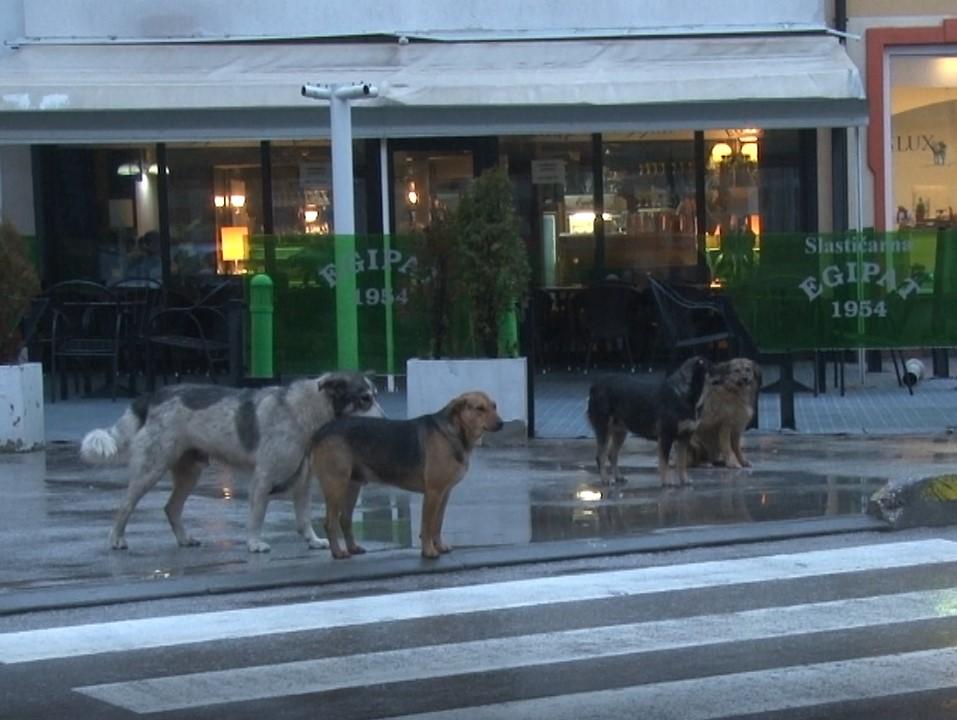 Započinje gradnja azila za napuštene životinje: Za održavanje potrebno 80.000 KM godišnje