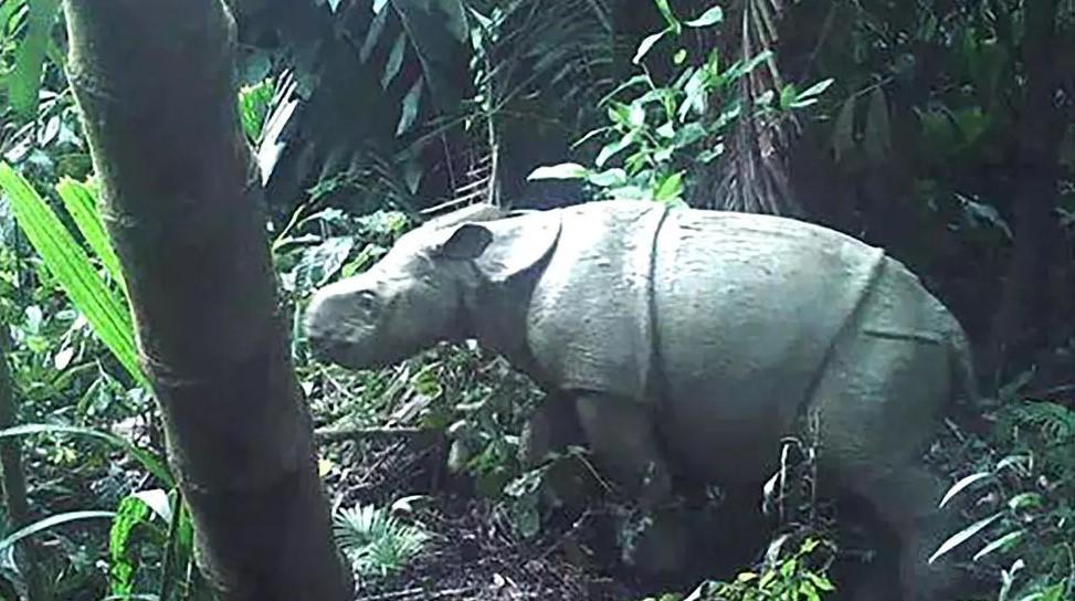 One of the two rare Javan rhino calves caught on camera in Indonesia, which has raised hopes for the future of the species - Avaz