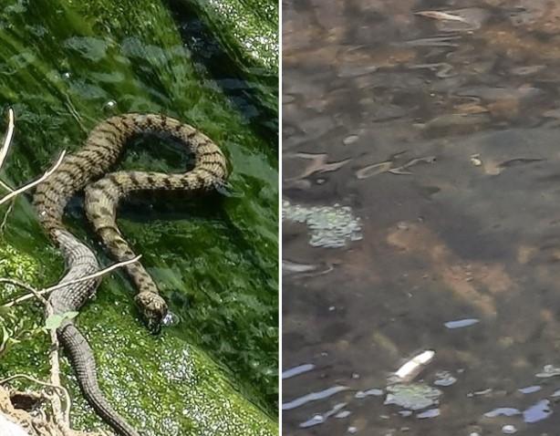 Gmizavci se namnožili na obali rijeke - Avaz