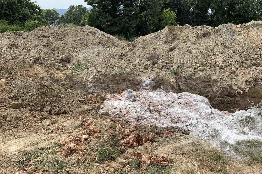 Vrelina ubila kokoške vrijedne milion eura