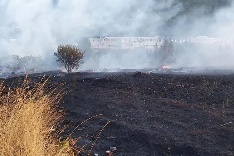 Gorjeli trava i nisko rastinje - Avaz