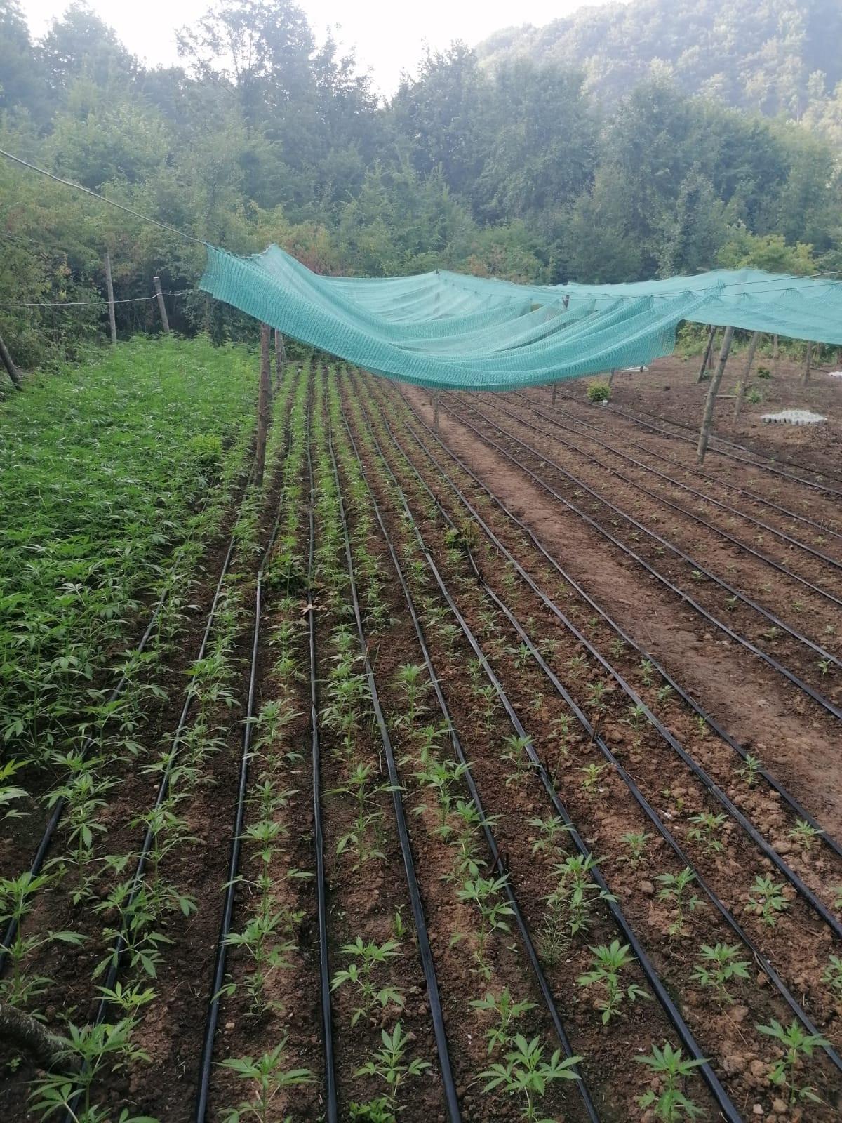 Veliki zasadi marihuane - Avaz