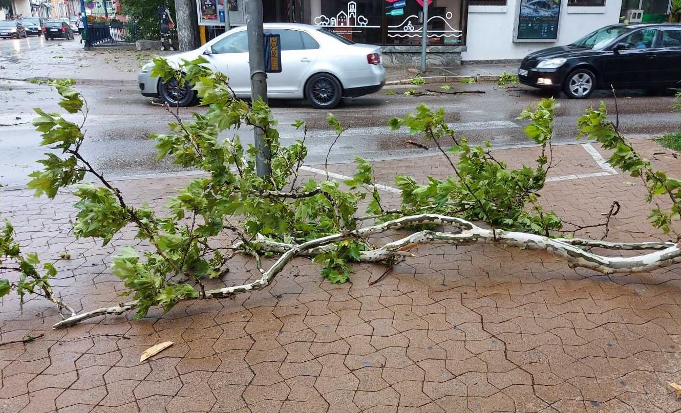 Oborena stabla - Avaz