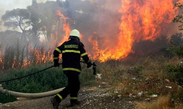 Gori nisko rastinje i šuma - Avaz