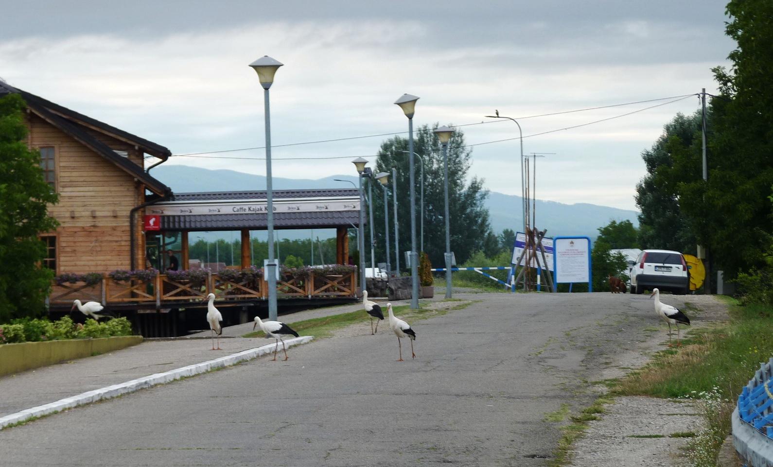 Bosanska Gradiška grad s najviše roda u BiH: Od ljudi ne bježe, šetaju po ulici