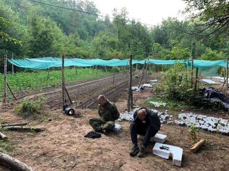 U akciji "Eskobar" zaplijenjeno 6.000 stabljika indijske konoplje - Avaz