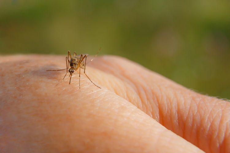 Potvrđeno 13 slučajeva virusa Zapadnog Nila u Srbiji