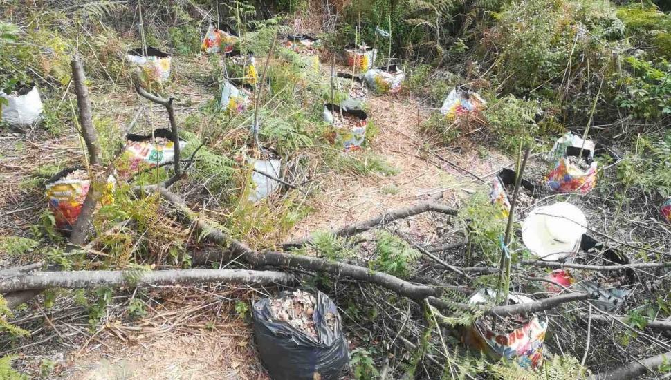 U Prnjavoru zaplijenjeno 17,5 kilograma marihuane