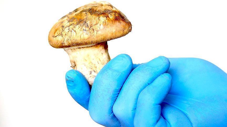 Tri gljive Matsutake, težine 70 grama, prodate za 7.600 dolara