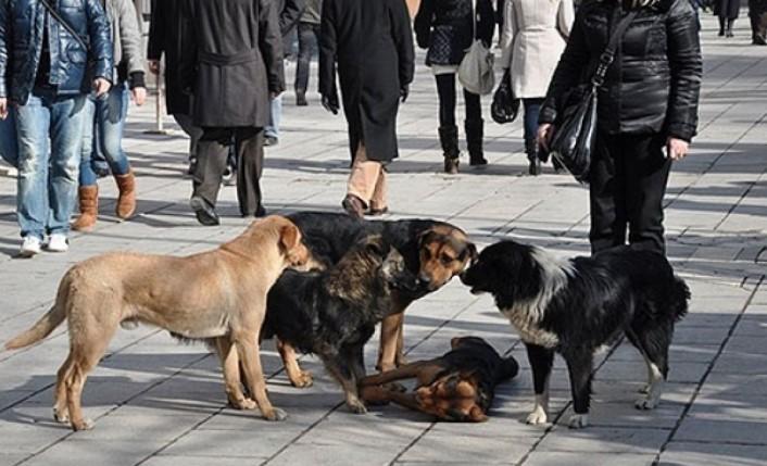 Ovo nije dobro: Psi lutalice napali 18 građana Sarajeva