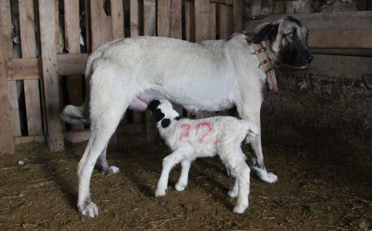 Pastirski pas budnim okom čuva stado ovaca - Avaz