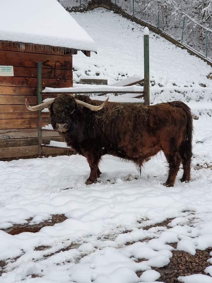 Pionirska dolina - Avaz