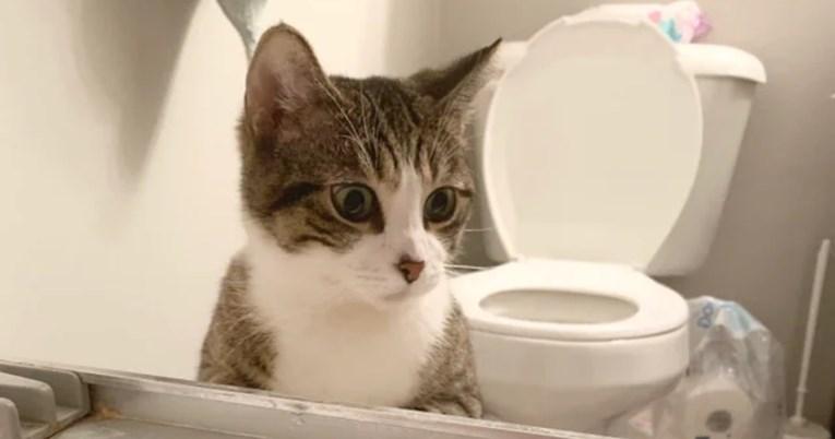 Kad je vidjela vlasnika koji se kupa, mačka izrazom lica osvojila mnoge