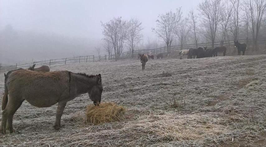 Farmeri primorani da smanjuju broj grla zbog poskupljenja stočne hrane