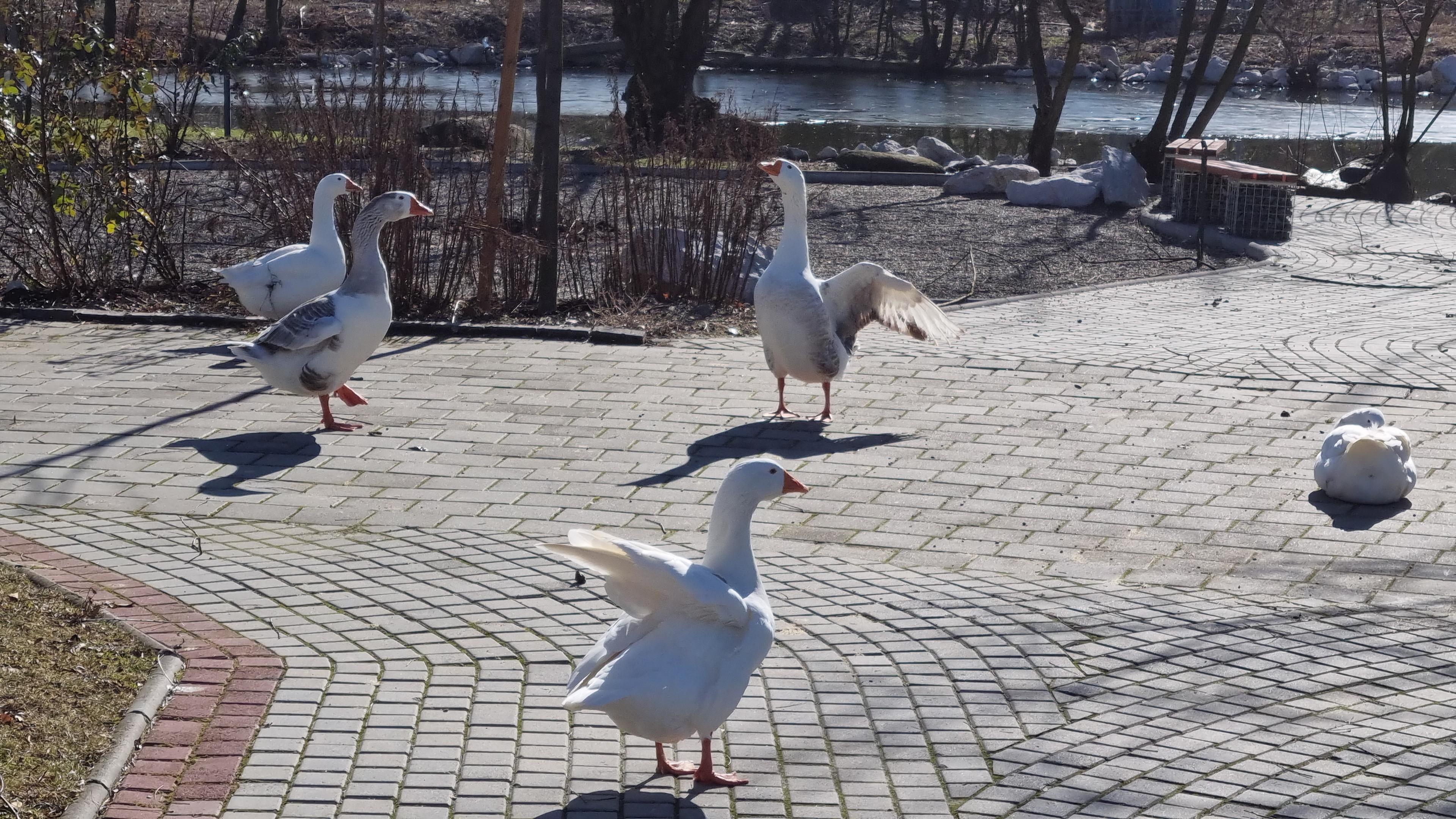 Guske uživaju na suncu - Avaz