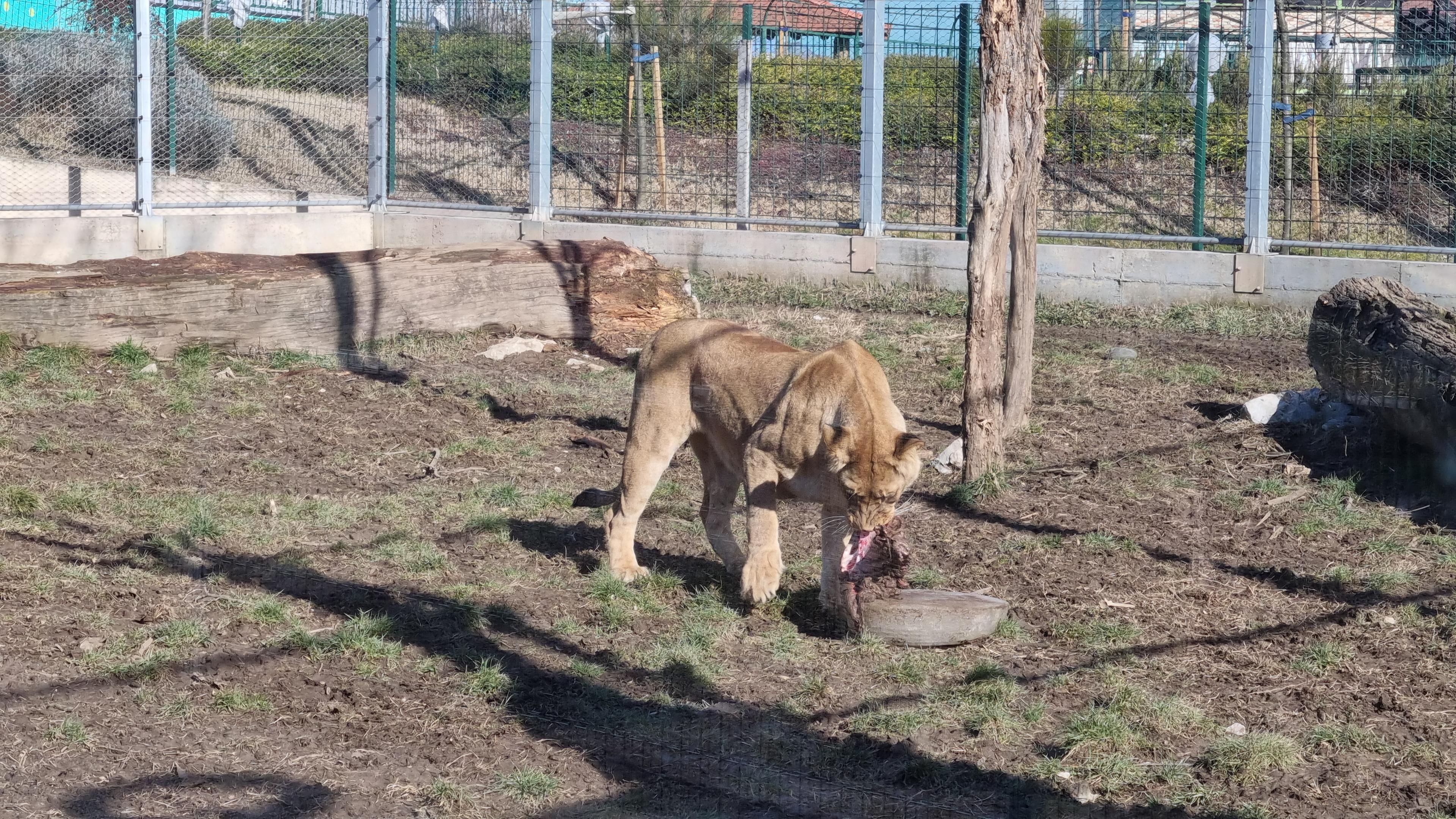 Lavica u ZOO vrtu objeduje - Avaz