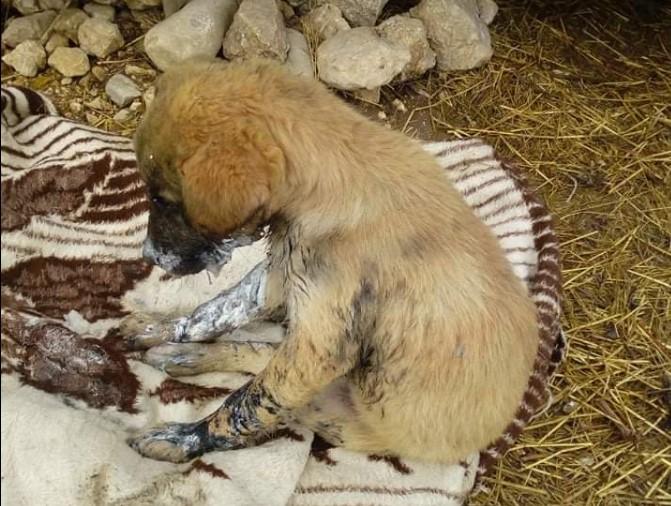 Udruženje "Nera" iz Gacka upozorilo na masovno trovanje i ubijanje pasa