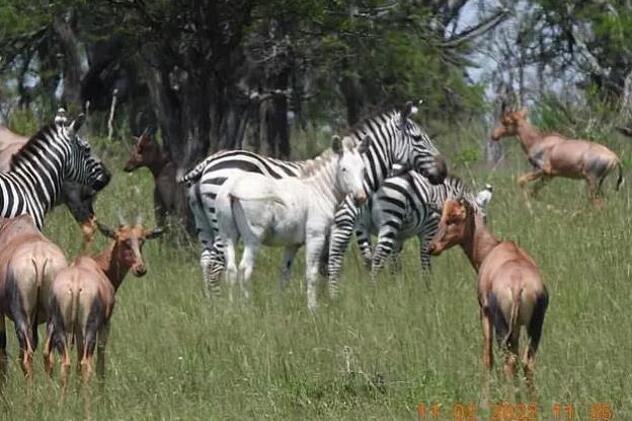 Objavljen snimak rijetke albino zebre