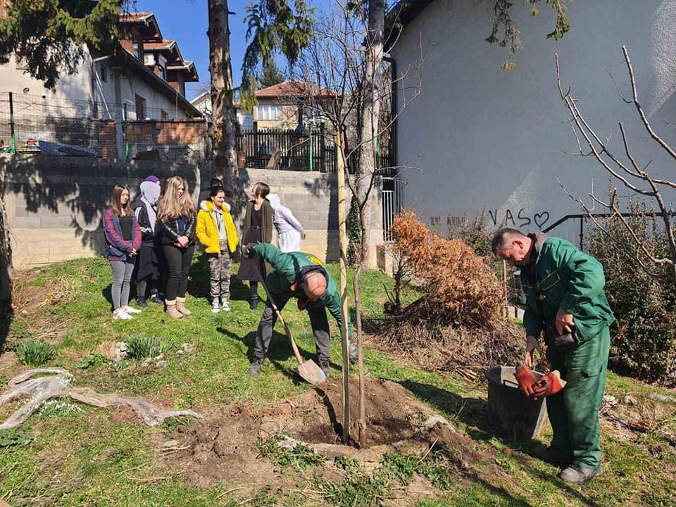 Sarajevo dobilo novih 36 stabala na 11 lokacija