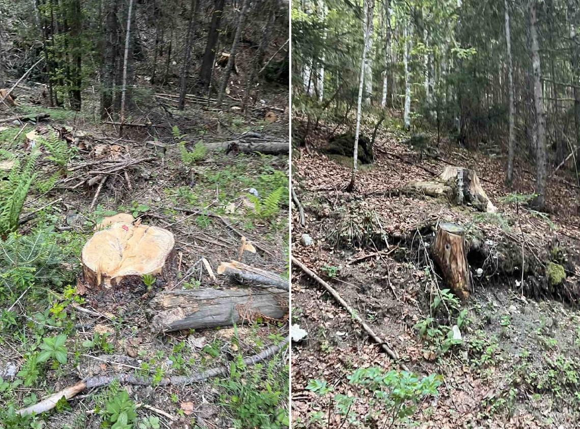 Pogledajte šta su šumokradice uradile u prašumi Ravna Vala