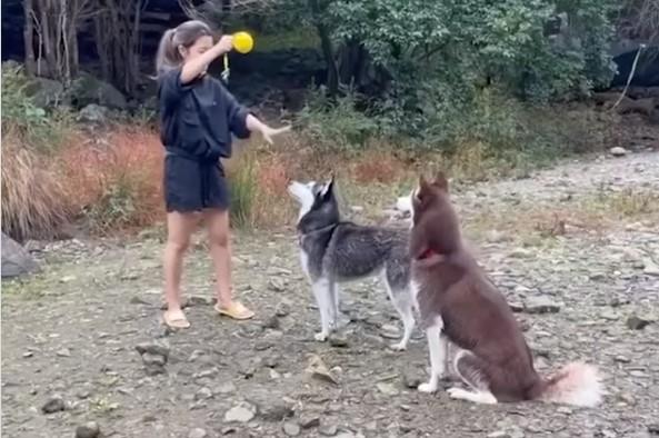 Bacila haskijima lopticu u vodu, oni nisu bili baš impresionirani