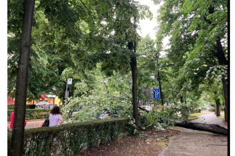 U centru Banje Luke prilikom vožnje drvo palo na automobil