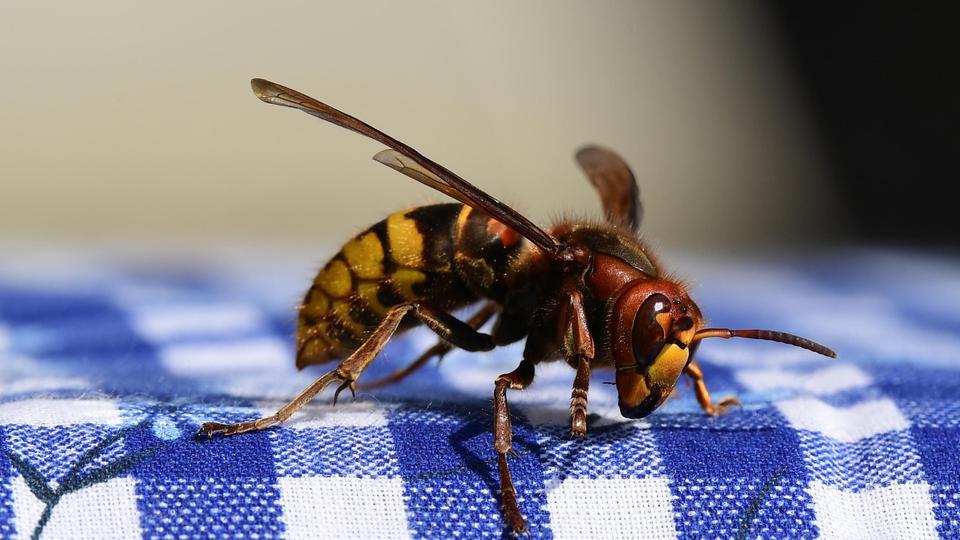 Užaš: Muškarca ubili stršljeni