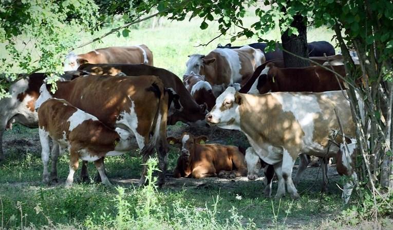 U Lonjskom polju od antraksa masovno ugiba stoka: Četiri osobe završile u bolnici