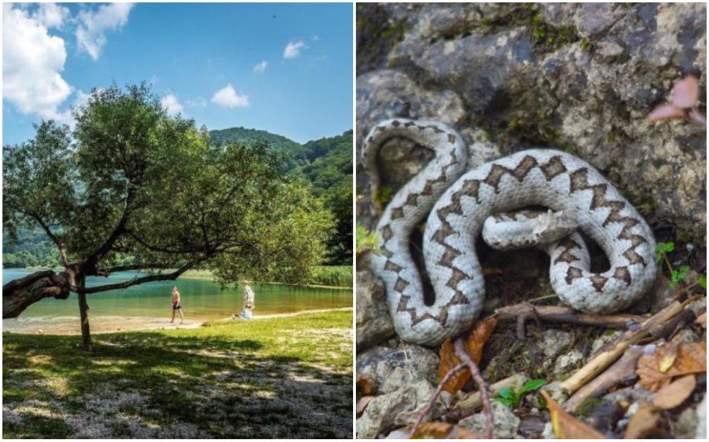 Na Boračkom jezeru dječaka ujela zmija