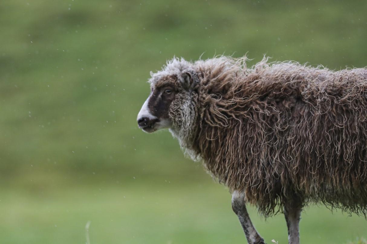 Populacija Farskih ostrva je 54.000, a broj ovaca u zemlji je više od 80.000 - Avaz