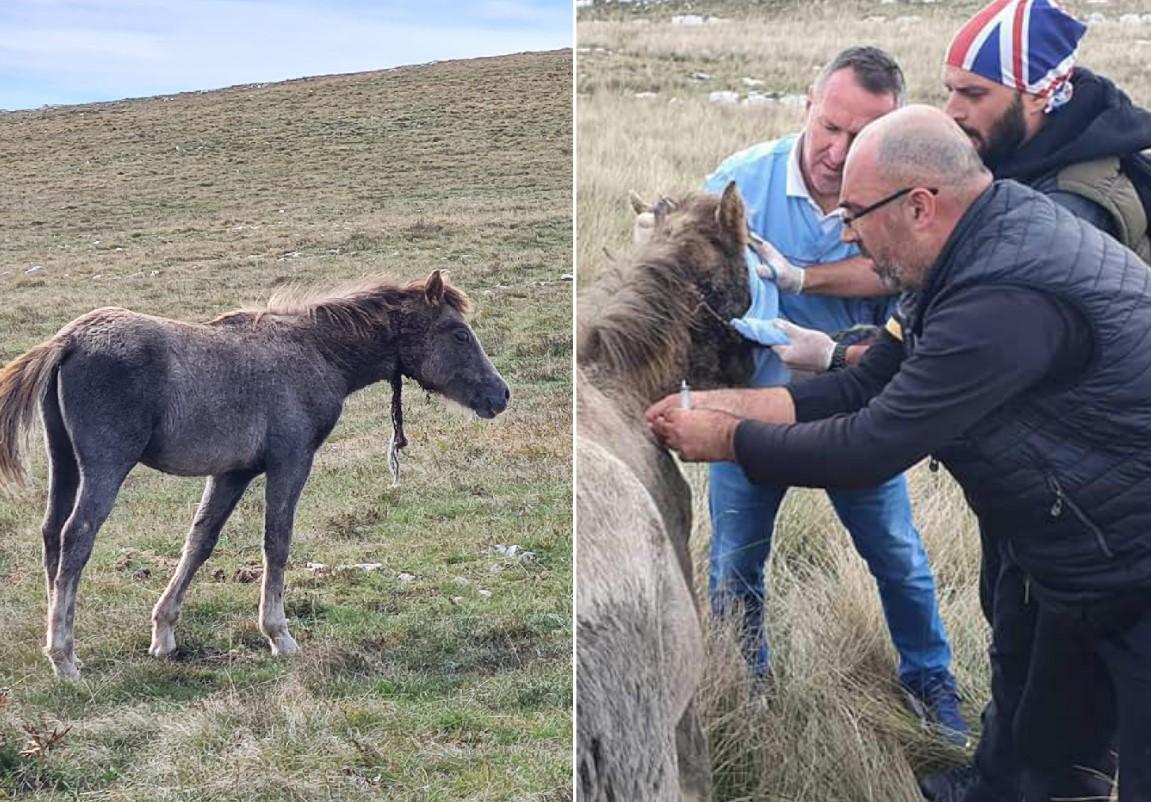 BiH ima dobre i stručne ljude: Spašeno divlje ždrijebe iz Livna