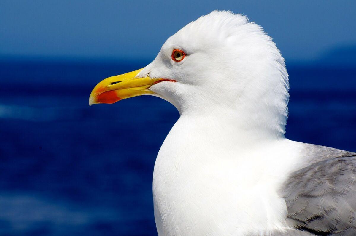 Galeb se zapetljao na žicu na vrhu zgrade - Avaz