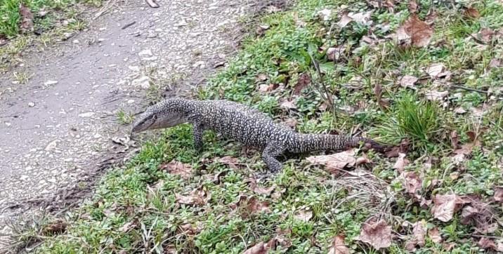 U Velikoj Gorici na ulici snimljen varan