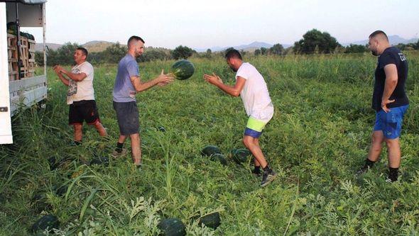 Berba lubenice: Težak rad - Avaz
