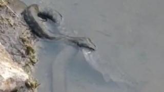 "Kao anakonda": Zmija veća od dva metra prestravila šetače pored rijeke